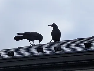 動物による破損（投石など）